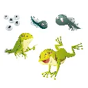 K0178_det_frog.webp
