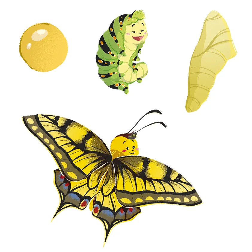 K0178_det_butterfly.webp